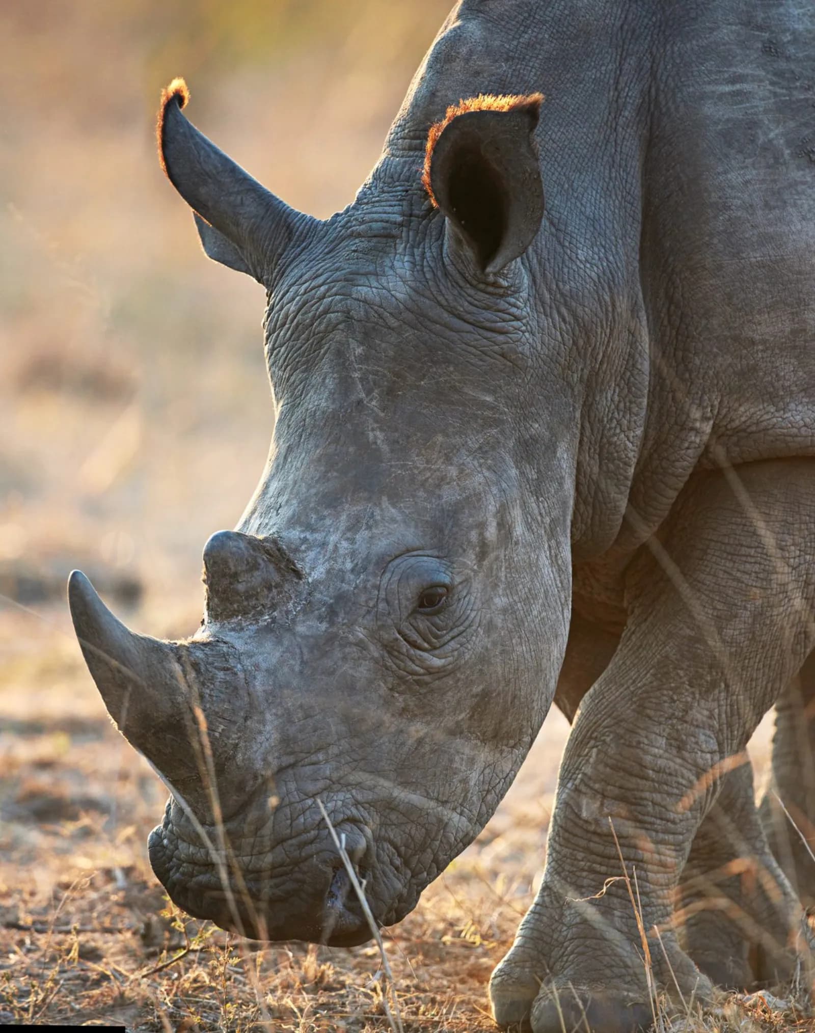 When Is the Best Time to Visit Tanzania? A Month-by-Month Safari Guide