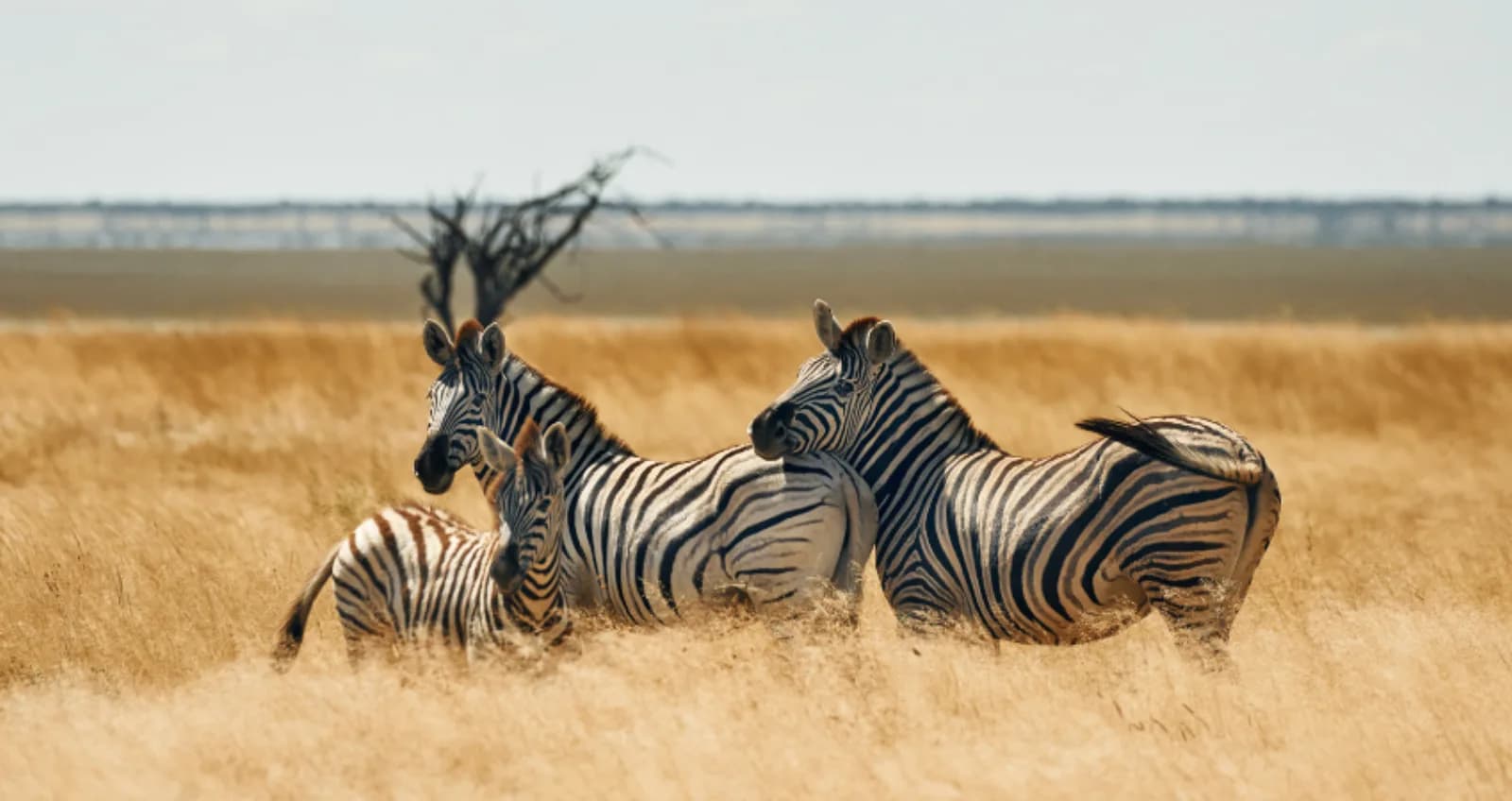 Zebra mother and foal on the Ngorongoro plains