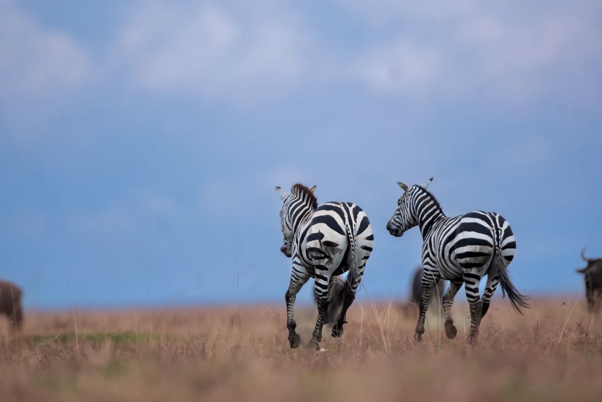 The Guide Is Not Part of the Safari. The Guide Is the Safari.