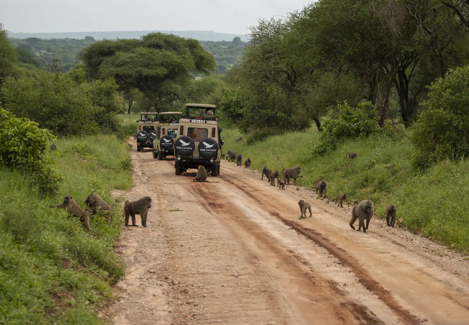 Meet the Team Behind Your Safari