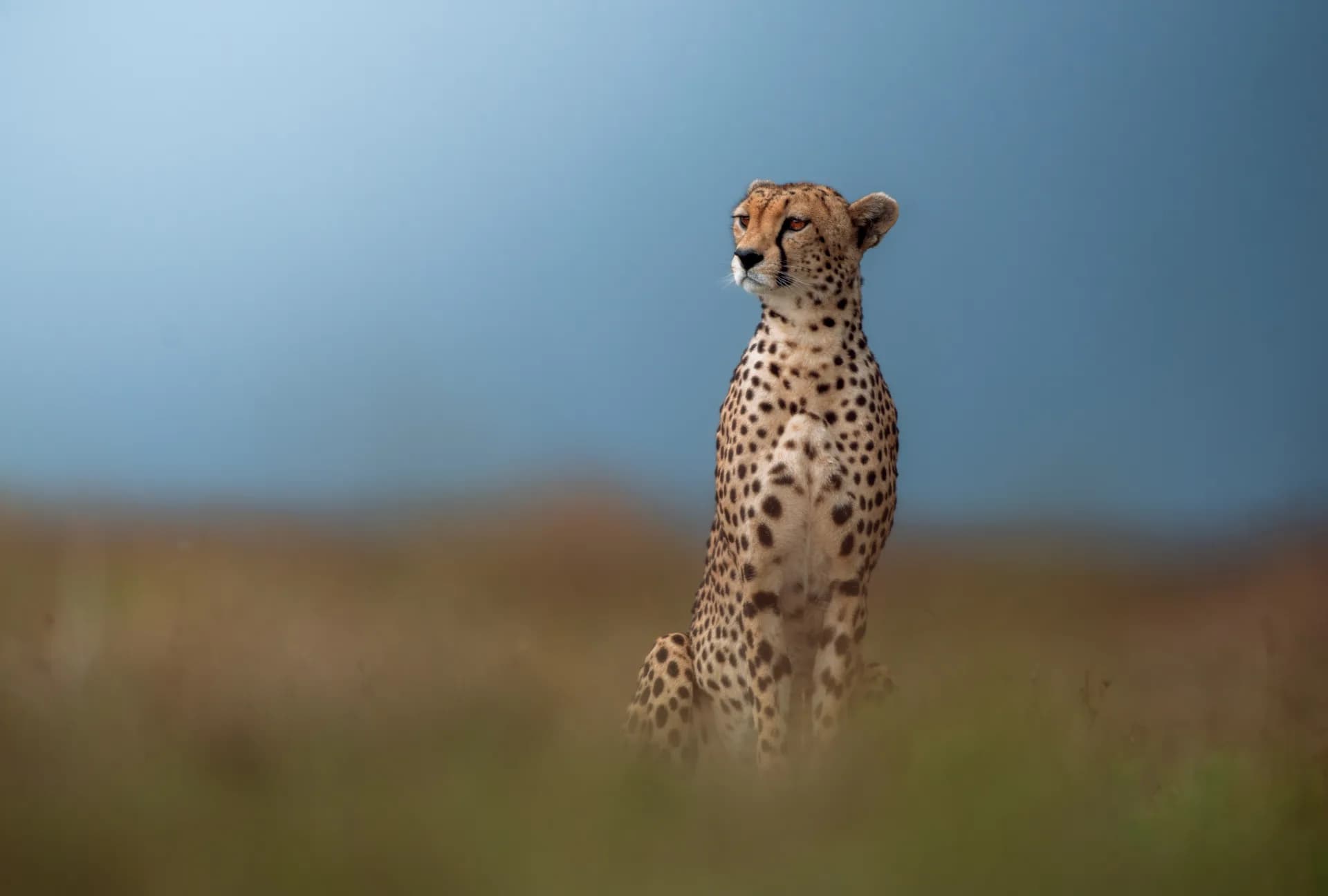 The Serengeti Rewards Timing, Not Luck.