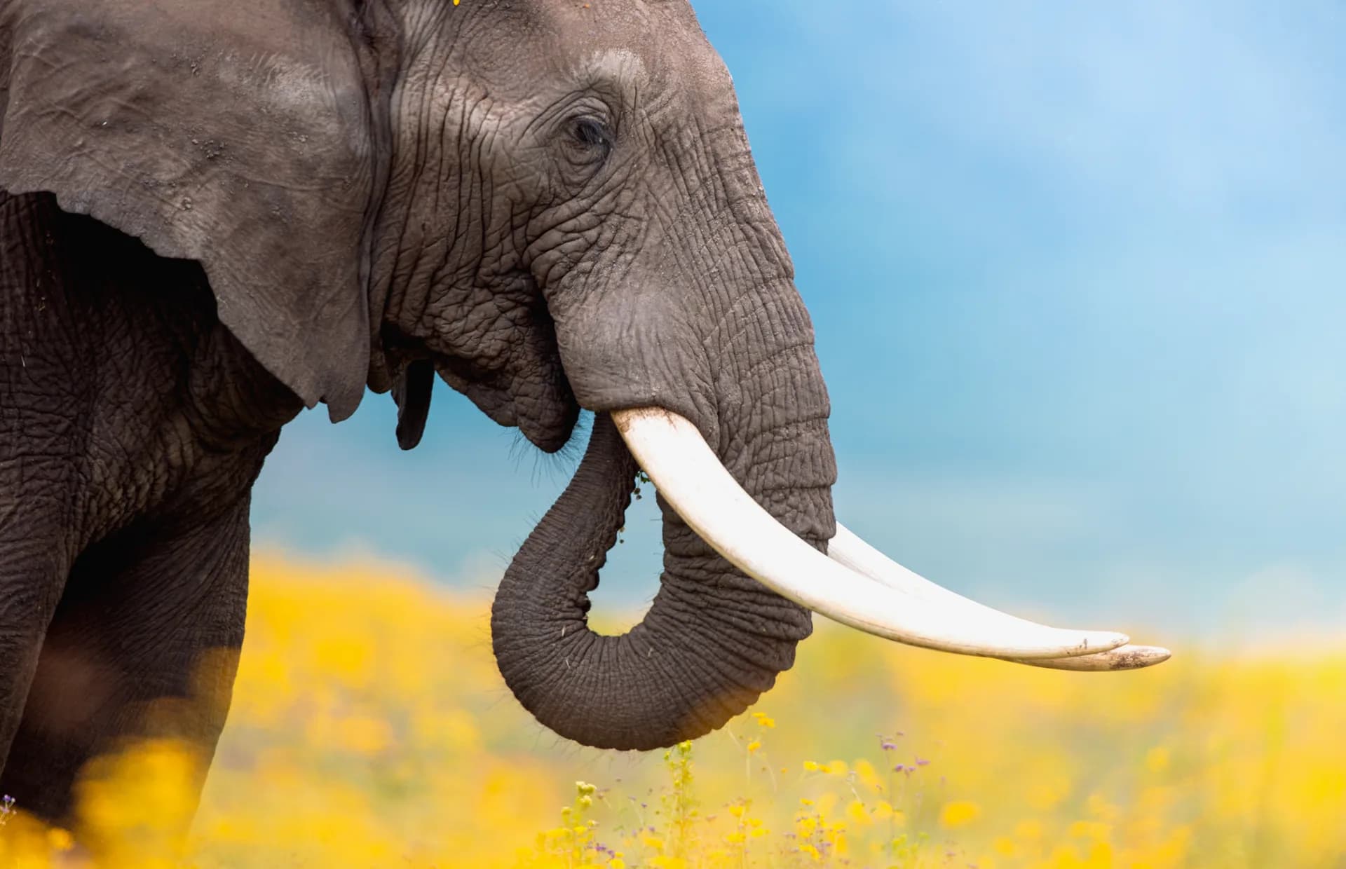 Safari Planning Notes From the EXG Team
