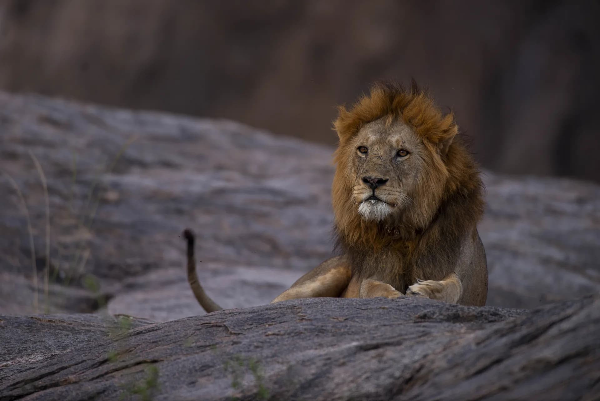Before You Book a Safari, Hear From People Who Went