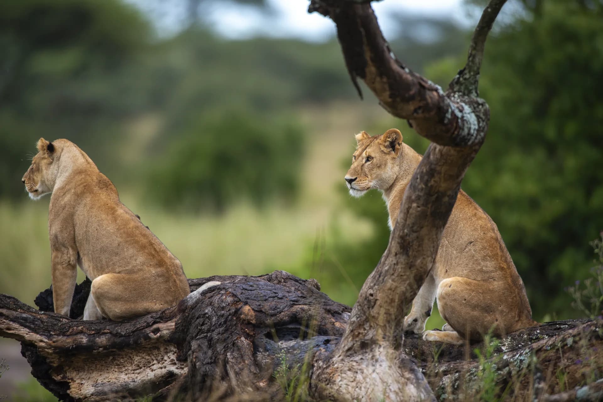 Tanzania Safari Questions, Answered Straight